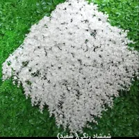 قرنیز.ماربل شیت.ترمووال.چمن مصنوعی|مصالح و تجهیزات ساختمان|سمنان, |دیوار