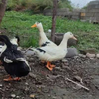 مرغ و اردک محلی|حیوانات مزرعه|صومعه‌سرا, |دیوار
