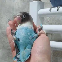 قبول نگهداری پرنده