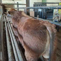 فروش دام زنده(جهت قربانی)