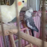 عروس هلندی|پرنده|کوهسار (البرز), |دیوار