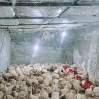 نیمچه بوقلمون گوشتی بیوتی