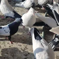 کفتر|پرنده|خمینی‌شهر, |دیوار