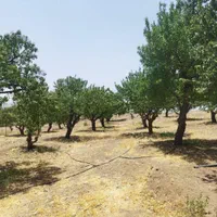 فروش زمین ۲۷۰۰ متری در شهرکرد پل زمانخان