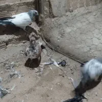 کبوتر گرفتنی|پرنده|زابل, |دیوار