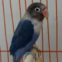 یک جفت طوطی برزیلی