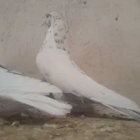 کبوتر خال دار قدیمی نر