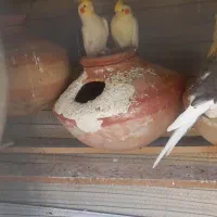 عروس هلندی لوتینو|پرنده|چابهار, |دیوار