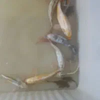 ماهی کوی باله بلند|ماهی|یزد, |دیوار