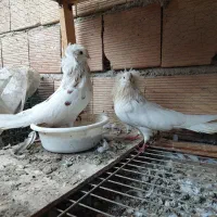 دو جفت کبوتر عروس|پرنده|ارطه, |دیوار