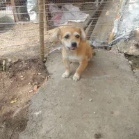 واگذاری دوعدد سگ اشپیتز باهوش