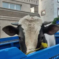 قصاب .سلاخ.قصابی.سلاخی|خدمات پذیرایی، مراسم|زنجان, |دیوار