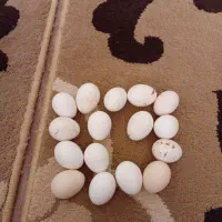 تخم نطفه دار مرغ مینیاتوری