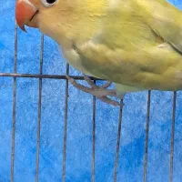 طوطی برزیلی نر|پرنده|رشت, شهرک صبا|دیوار