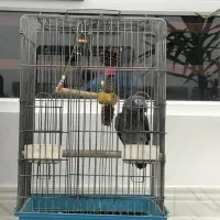 کاسکو دم شکلاتی باهوش و سخنگو