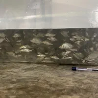 بچه ماهی|ماهی|قزوین, |دیوار