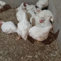 مرغ گوشتی سفید