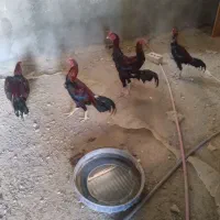 سلام چشمگیرباشه|حیوانات مزرعه|میناب, |دیوار