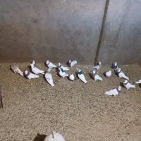 کبوتر رنگی|پرنده|عطاملک, |دیوار