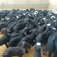 گوسفند بره شیری