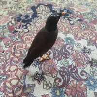 مینا|پرنده|گرگان, |دیوار