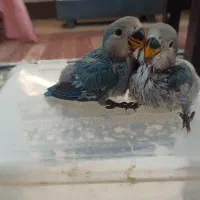 کوتوله برزیلی سرلاکی