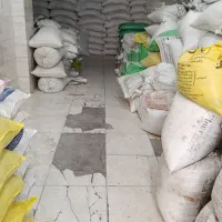 لوبیا سفید سورتینگ