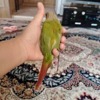 پرنده گیرینچیک آناناسی|پرنده|شیراز, دلجو|دیوار