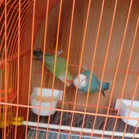 یک جفت طوطی برزیلی بازیگوش|پرنده|گلستان (تهران), |دیوار