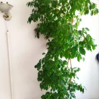 گل درختی بنجامین
