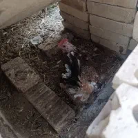 مرغ کرک