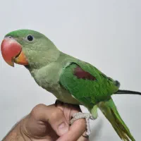 جوجه شاه طوطی