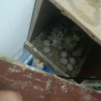 طوطی هلندی|پرنده|چهاردانگه (تهران), |دیوار