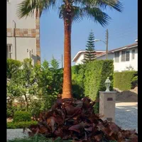 خدمات باغبانی وهرس درختان|خدمات باغبانی و درختکاری|آمل, |دیوار