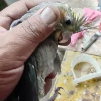 عروس پاریس هلندی سرلاکی|پرنده|باوی, |دیوار