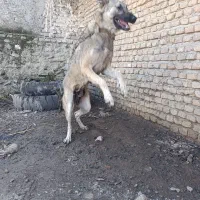 سگ پژدر ماده