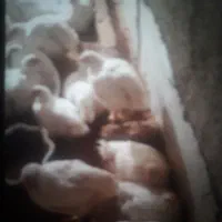 مرغ گوشتی ۴۷روزه ازدوکیلوبه بالا تا سه ونیم