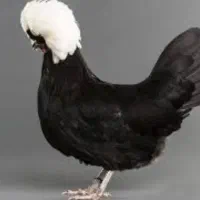مرغ و خروس لهستانی|حیوانات مزرعه|دلند, |دیوار