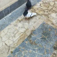 کبوتر کله سیاه