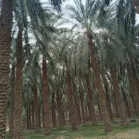 خوشه بری