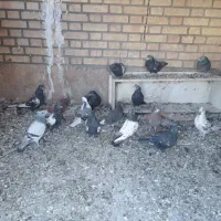 کفتر سینه ای|پرنده|خاوران, |دیوار