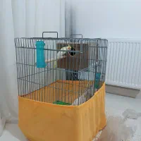 عروس هلندی جفت با قفس و وسایل