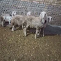 بره پلنگی  و افشار کله سفید|حیوانات مزرعه|بروجرد, |دیوار