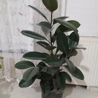 ۱عدد گول فیکوس و ۱عدد گل دیفن باخیا|گل و گیاه طبیعی|ساوه, |دیوار