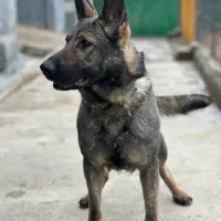 توله ژرمن شپرد ورک لاین