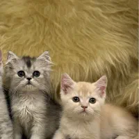 گربه بریتیش|گربه|تبریز, |دیوار