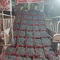انگور سردشت و قزوینی به قیمت عمده|خدمات باغبانی و درختکاری|شیراز, تلخ داش|دیوار