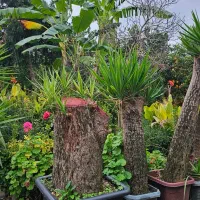 فروش یوکا تنه، بن سای  و شمشاد طلایی