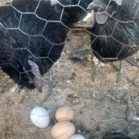 مرغ و خروس ایام سمانی تخمگذار