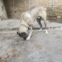 سگ آلابای . سرابی